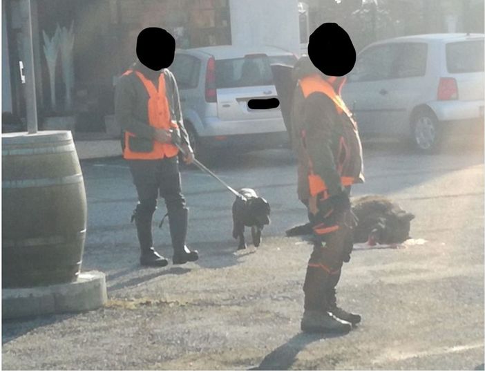 Cinghiale investito Roletto 16 gennaio 2021