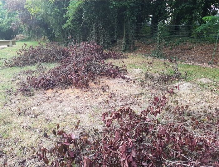 Cade un albero: il sindaco chiude il parco degli Alpini