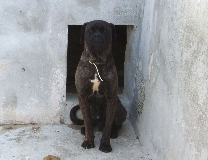 Due amici a quattro zampe che cercano casa Due amici a quattro zampe che cercano casa