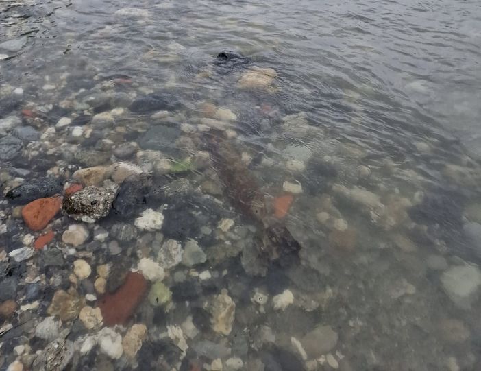 Bonifica a Torino di un ordigno risalente alla Seconda Guerra Mondiale Bonifica a Torino di un ordigno risalente alla Seconda Guerra Mondiale