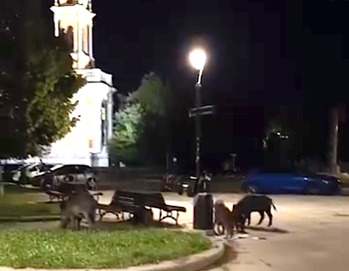 Coldiretti e la manifestazione sotto il grattacielo della Regione per dire #Bastacinghiali Coldiretti e la manifestazione sotto il grattacielo della Regione per dire #Bastacinghiali