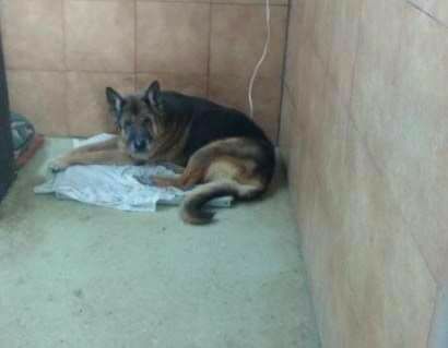 Nonno, un simpatico pastore tedesco in cerca di famiglia