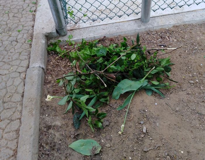 aiuole vandalizzate aiuole vandalizzate