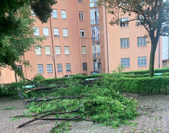 Albero caduto in zona Mirafiori Sud