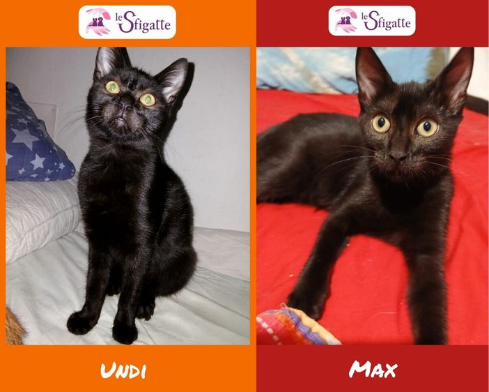 Le gattine tutte nere Undi e Max Le gattine tutte nere Undi e Max