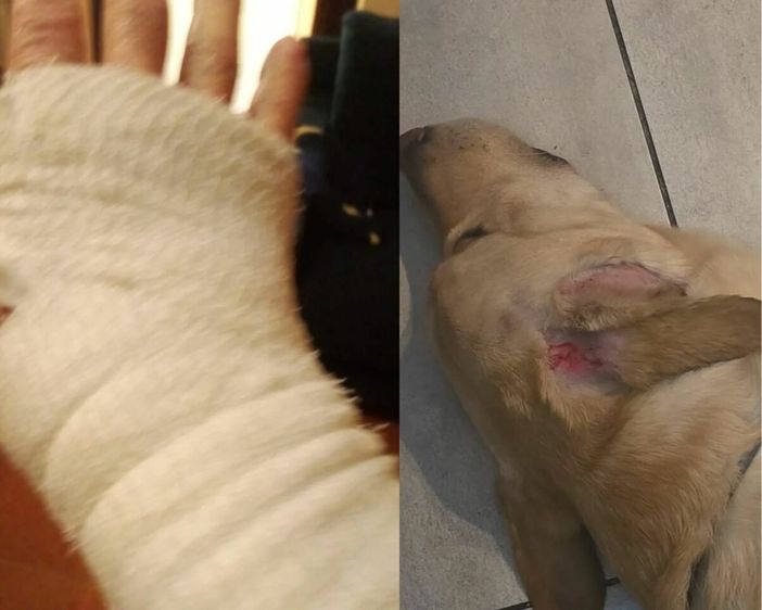 A sinistra la mano fasciata del pensionato, a destra il cane dell'uomo ferito A sinistra la mano fasciata del pensionato, a destra il cane dell'uomo ferito