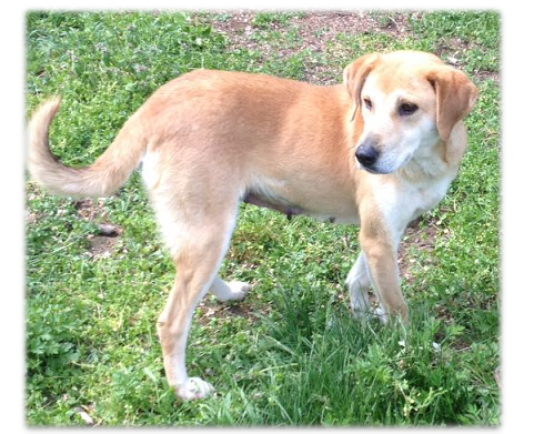 Basta animali selvatici feriti abbandonati sul ciglio delle strade: attivo a Torino un numero verde per il pronto intervento Basta animali selvatici feriti abbandonati sul ciglio delle strade: attivo a Torino un numero verde per il pronto intervento