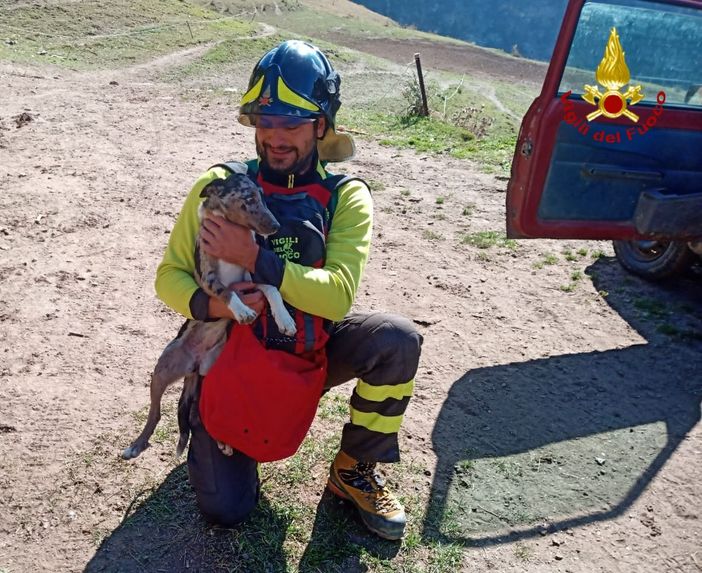 Fenestrelle, cane da pastore resta bloccato su una parete rocciosa: portato in salvo dall'elicottero dei vigili del fuoco