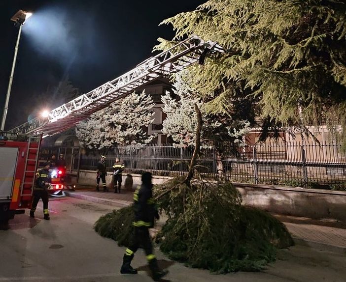 albero pericolante nichelino albero pericolante nichelino