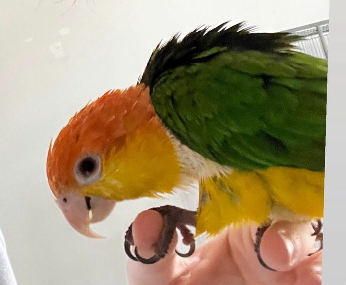 Pixel, il pappagallino scomparso Pixel, il pappagallino scomparso