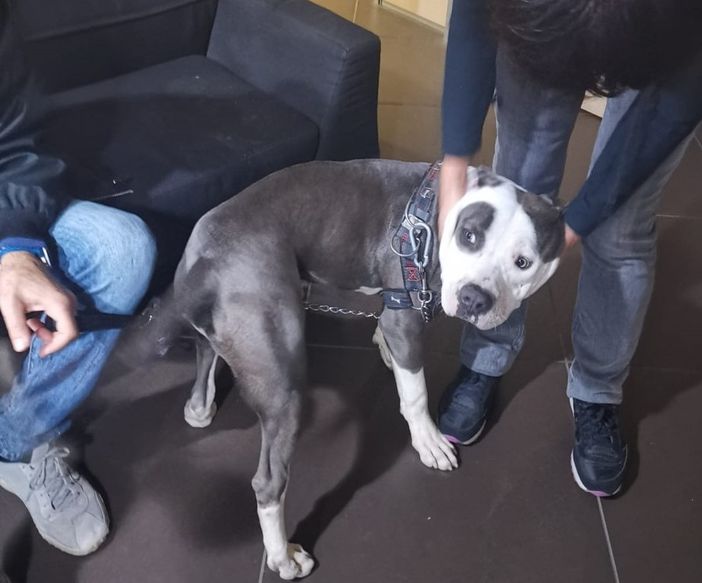 cane alla catena - foto d'archivio cane alla catena - foto d'archivio