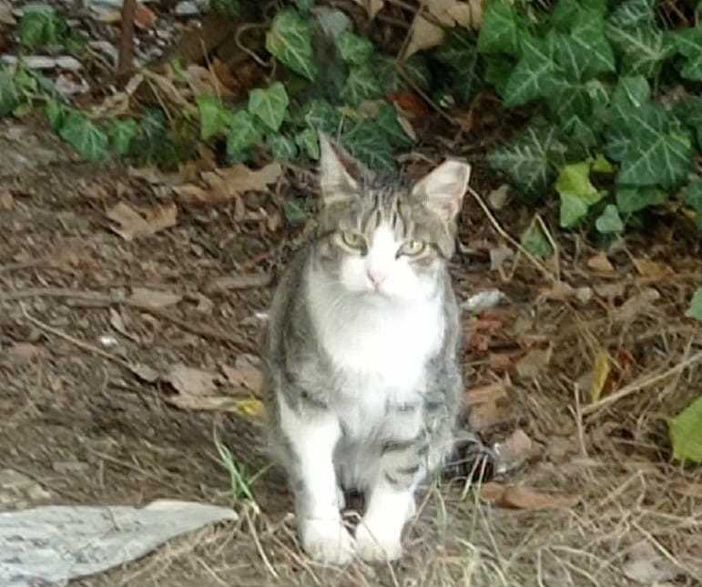 Si festeggia la giornata del gatto Si festeggia la giornata del gatto