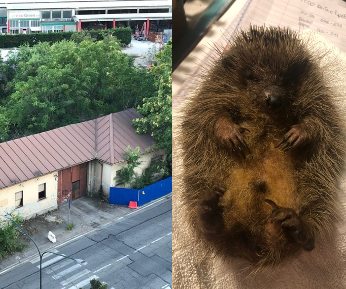 &quot;Salviamo i ricci di via Druento&quot;: l'appello del Centro Recupero La Ninna