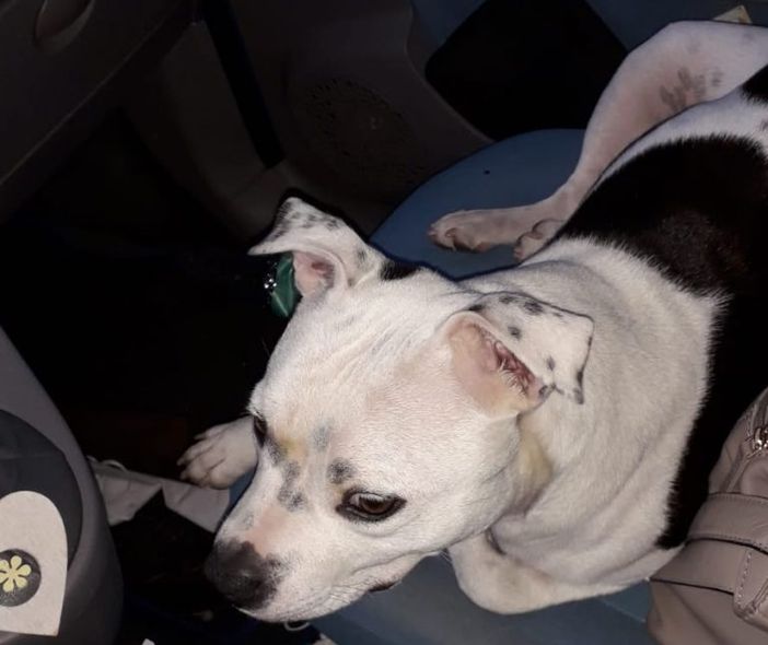 il cane ritrovato a nichelino