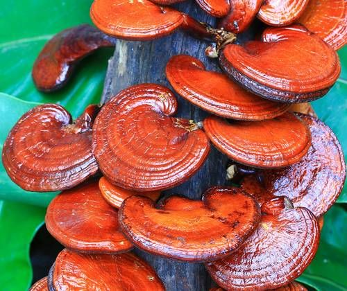 Micoterapia: quando il rimedio arriva dai funghi