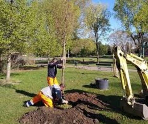 Festa dell’Albero 2019: piantumazioni contro l’emergenza climatica