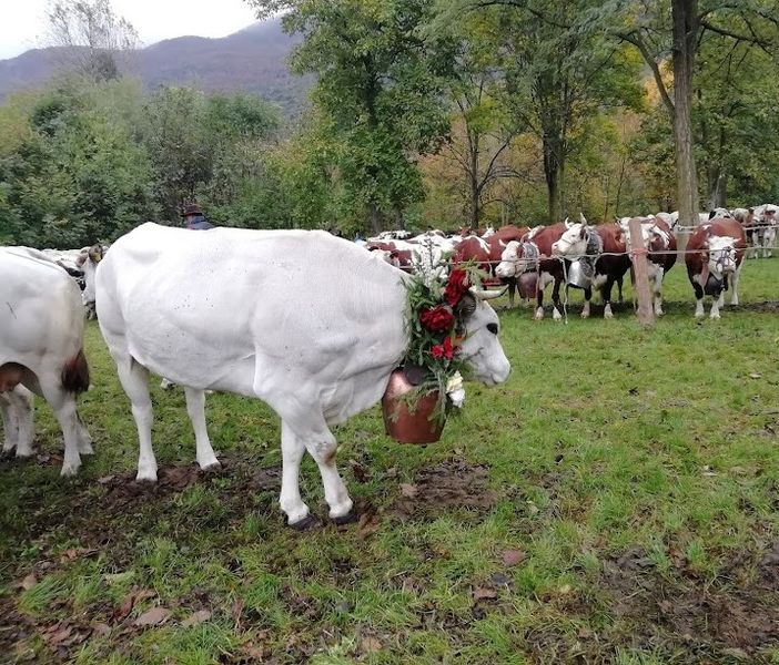 L’orgoglio degli allevatori di Bobbio Pellice: domenica torna la Fîra L’orgoglio degli allevatori di Bobbio Pellice: domenica torna la Fîra