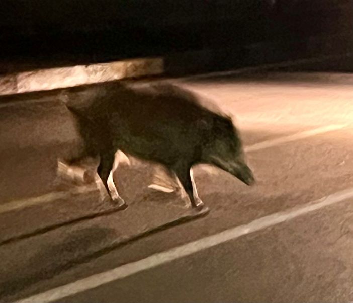 Paura a Mirafiori sud: branco di cinghiali attraversa la strada di notte