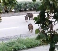 Emergenza cinghiali a Nichelino, un gruppo di ungulati scorrazza tra i rifiuti in via Torricelli Emergenza cinghiali a Nichelino, un gruppo di ungulati scorrazza tra i rifiuti in via Torricelli