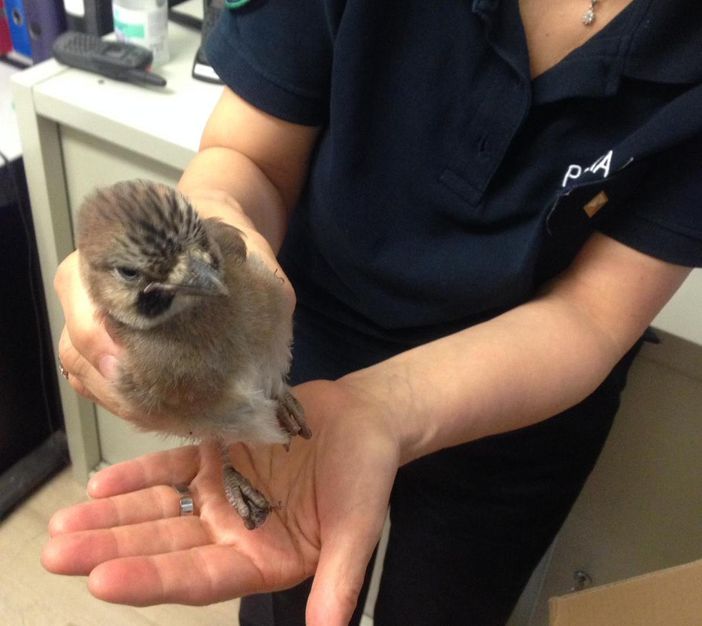 Nichelino, disavventura a lieto fine per una ghiandaia ferita nel quartiere San Quirico