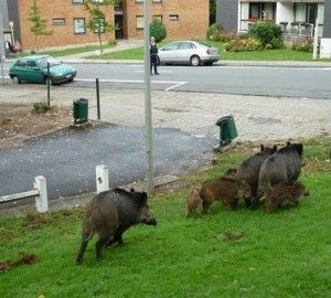cinghiali a moncalieri