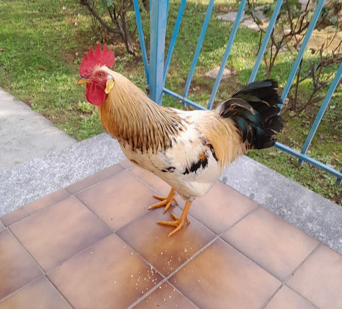 Il gallo allontanato dagli Airali Il gallo allontanato dagli Airali