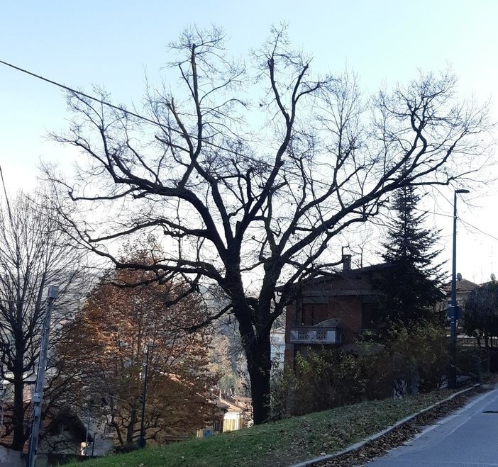 Albero abbattuto Cavoretto