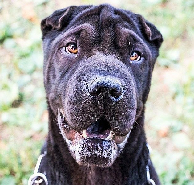 Dalton, un amico a quattro zampe in cerca di casa