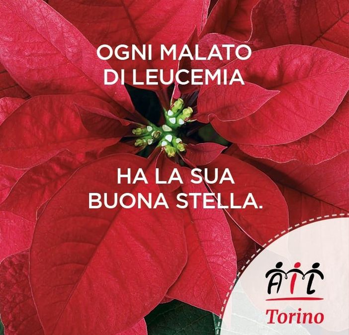 Le stelle di Natale Ail Le stelle di Natale Ail