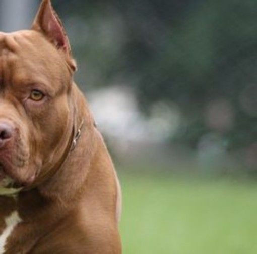 Minaccia i passeggeri del treno con il suo pitbull per farsi consegnare dei soldi: arrestato in Liguria un 38enne torinese Minaccia i passeggeri del treno con il suo pitbull per farsi consegnare dei soldi: arrestato in Liguria un 38enne torinese
