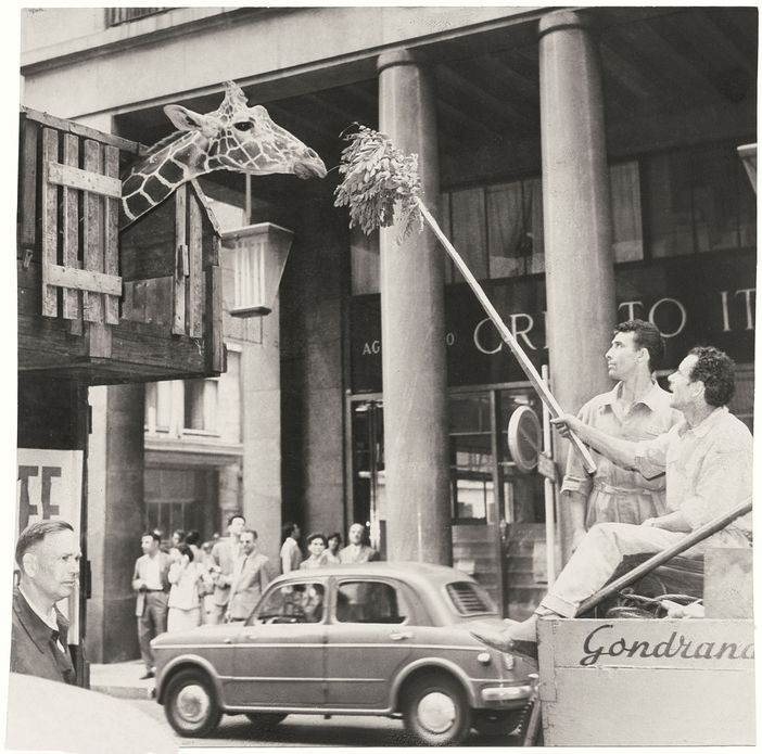 giraffa in via roma giraffa in via roma