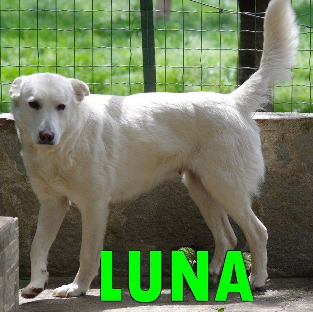 Pelosi piemontesi in cerca di famiglia Pelosi piemontesi in cerca di famiglia