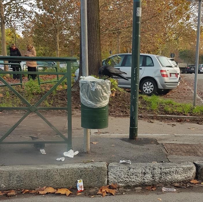 Cestini intasati, la Circoscrizione 4 chiede gli “anti-corvo”