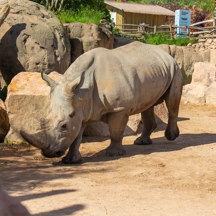 Zoom accoglie un nuovo rinoceronte bianco a Cumiana [VIDEO]
