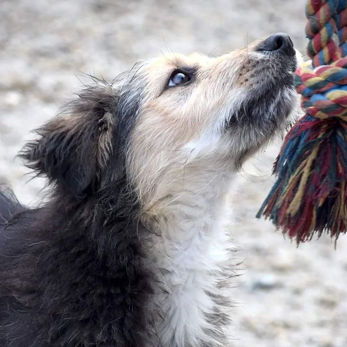 Cinque per mille in dichiarazione dei redditi agli Amici del Rifugio di Cavour: basta poco per aiutare molto Cinque per mille in dichiarazione dei redditi agli Amici del Rifugio di Cavour: basta poco per aiutare molto