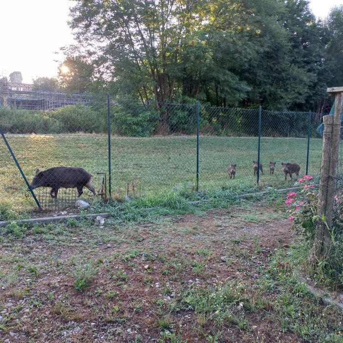 L’idea delle gabbie trappola per stanare i cinghiali dell’Arrivore