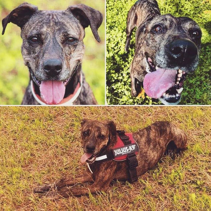 Quattro zampe torinesi in cerca di casa (FOTO) Quattro zampe torinesi in cerca di casa (FOTO)