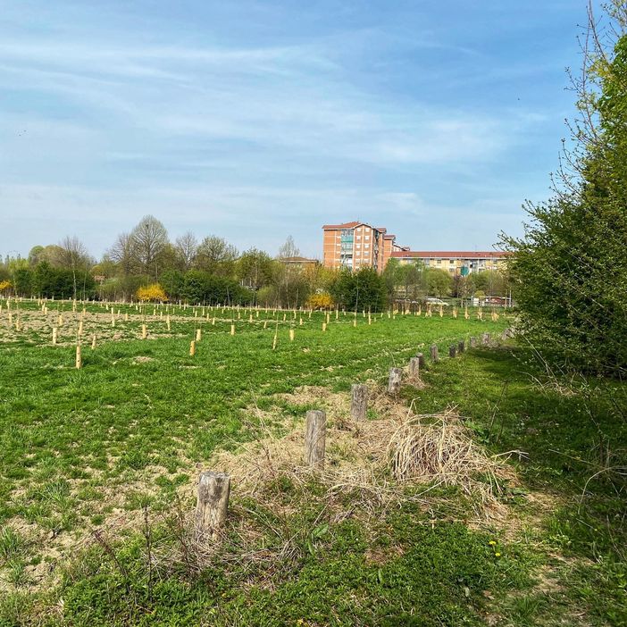 bosco urbano settimo bosco urbano settimo