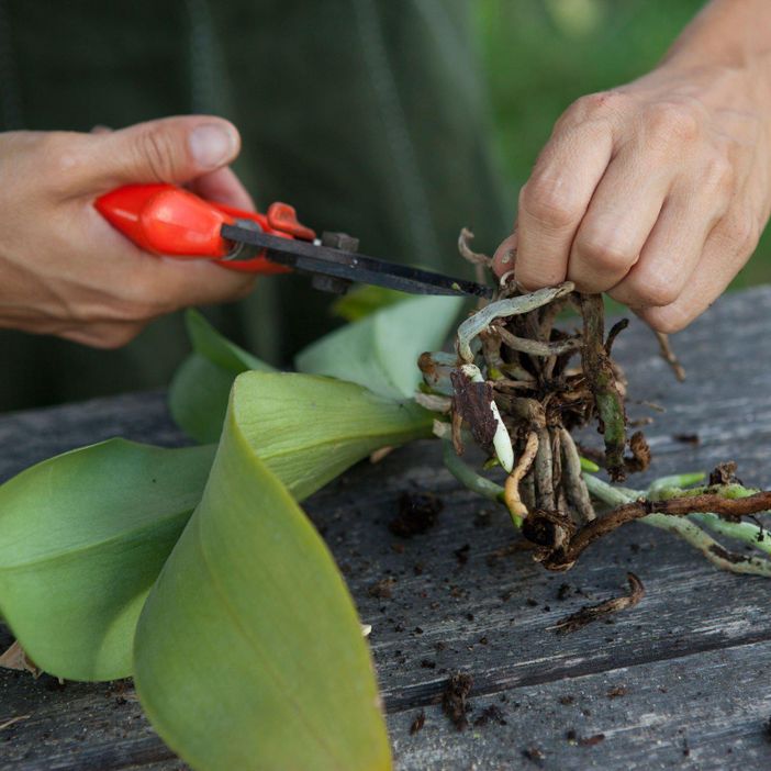 Rinvasare una orchidea. Seguiamo il procedimento passo a passo Rinvasare una orchidea. Seguiamo il procedimento passo a passo