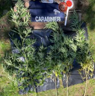 Settimo Vittone, coltivavano piante di marijuana dietro la roulotte: due denunciati