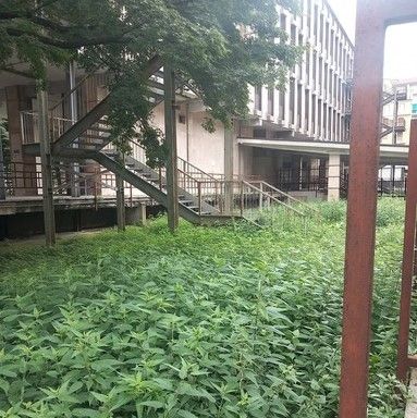 Erba alta in Borgo Filadelfia: "Nella scuola Pertini una giungla di ortiche" Erba alta in Borgo Filadelfia: "Nella scuola Pertini una giungla di ortiche"