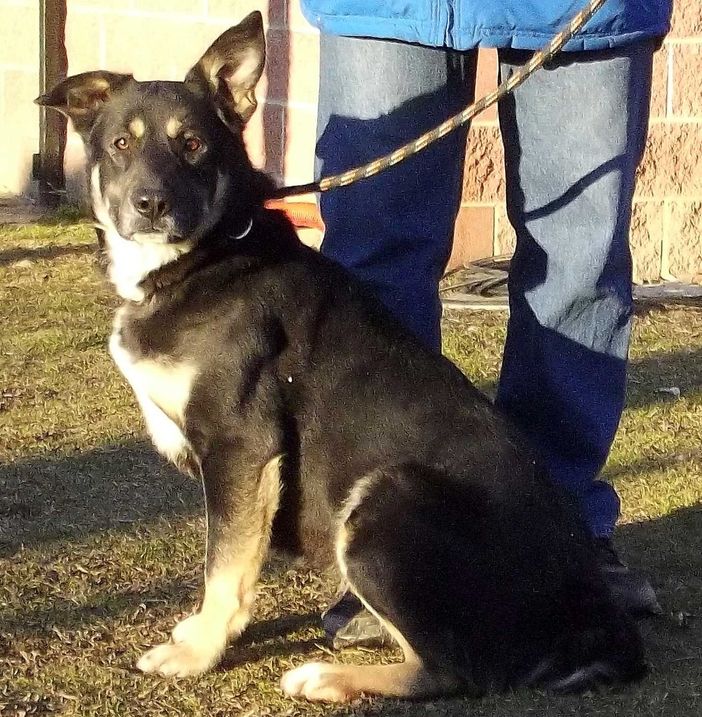 Dal canile di Chivasso l'appello di Fiona che cerca una casa e nuovi amici