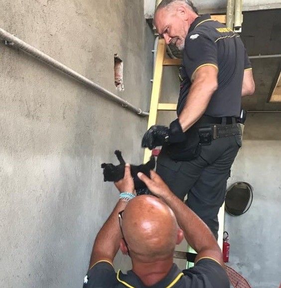 gattini salvati gattini salvati