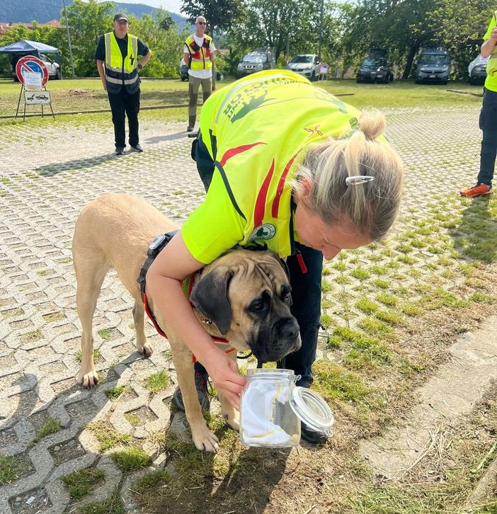 Un canne annusa il testimone di odore per la ricerca di persone scomparse Un canne annusa il testimone di odore per la ricerca di persone scomparse