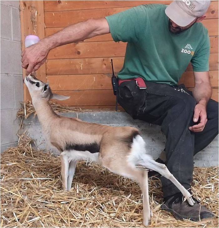 Summer baby boom al bioparco Zoom Torino