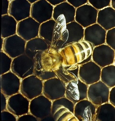 Torino: arnie sul tetto della Casa dell'Ambiente Torino: arnie sul tetto della Casa dell'Ambiente