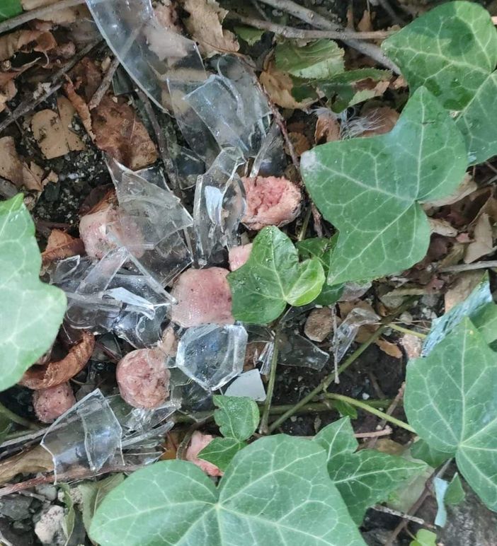 Bocconi killer per i cani: scatta l'allerta a Nichelino Bocconi killer per i cani: scatta l'allerta a Nichelino