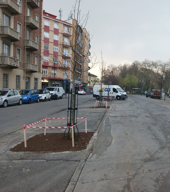 Un po' d'ombra per il mercato di corso Chieti: piantati nuovi alberi “liquidambar” Un po' d'ombra per il mercato di corso Chieti: piantati nuovi alberi “liquidambar”