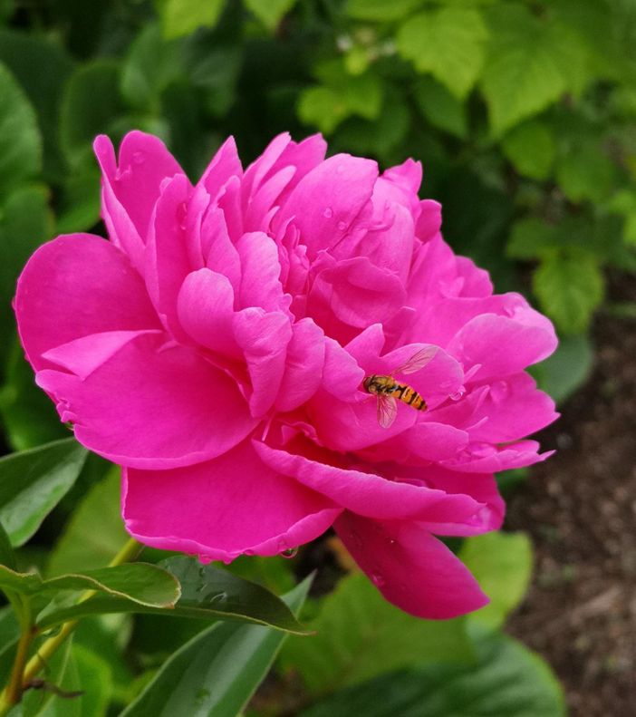 I segreti della peonia, che nonostante i fiori fugaci è considerata un'icona dell'immortalità