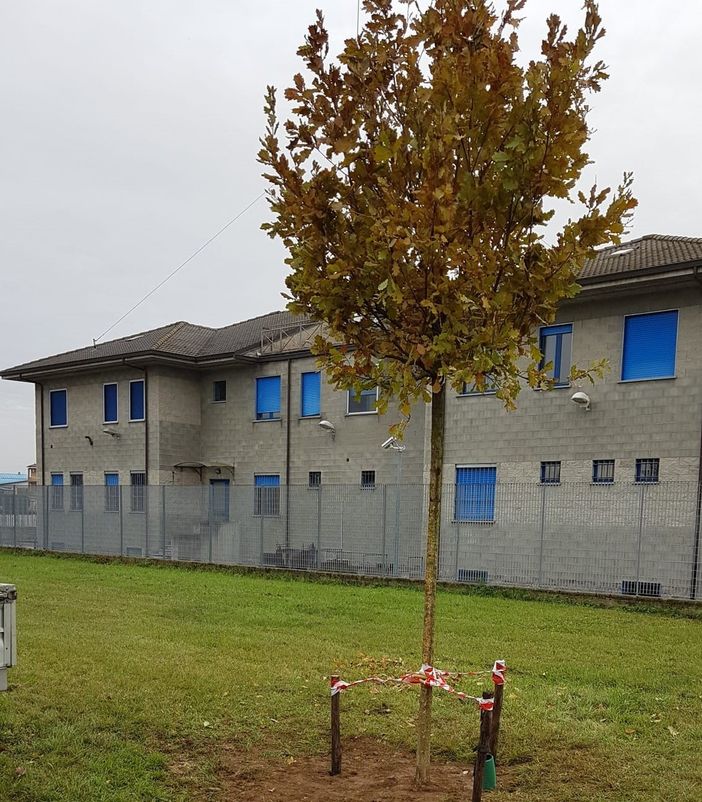 La quercia piantata in via Borsellino